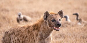 File image of a hyena