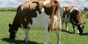 Ayshire Cow
