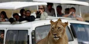 Tourists looking at a lion at the Maasai Mara National Game Reserve 
