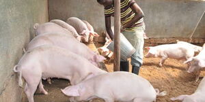 Pig Farming