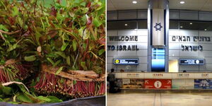 Collage of Miraa (left) and Ben Gurion Airport Arrival point in Israel.