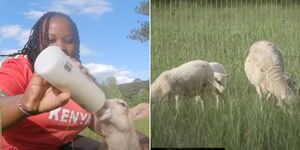 A collage of screengrab images of Jane Ngungi feeding a goat at the US farm(Left) and goats on a US farm reared by two Kenyan families(Right)