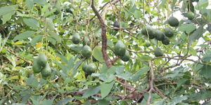 Avocados ready for picking in Kakuzi plantation.
