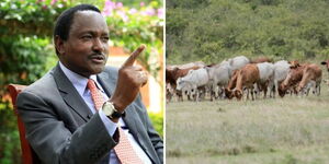 A photo collage of Wiper Party leader Kalonzo Musyoka and a herd of cattle at a grazing field