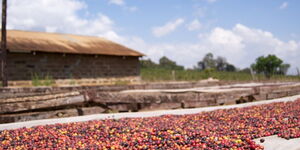 Coffee aired out to dry after harvesting in Kenya