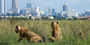 An image of cubs inside Nairobi National Park, with a background of Nairobi City.