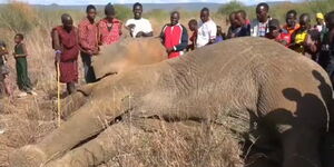 A screen grab of an elephant killed by KWS in Kajiado