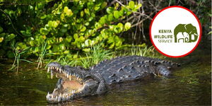 An image of a crocodile, with a KWS logo on the side.