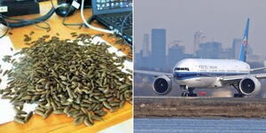 Photo collage of live insects larvae on a working table and a plane preparing to takeoff at JKF airport in the US