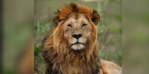  lion known as Oloshipa