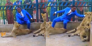 A photo collage of a pastor petting lions in a zoo.