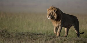 A photo of  a lion strolling at a National Park