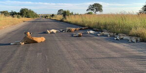 Lions sleeping on the road at Kruger National Park in South Africa