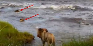 Lions crossing river at Masai Mara National Park.