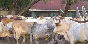 A screengrab of the livestock seized by farmers at Marigat Police Station