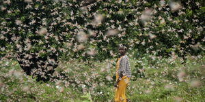 A farmer walks by a swarm of desert locusts in Kenya in January 2020