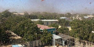 A swarm of locusts in Kenya in December 2020.