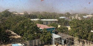 A swarm of locusts in Kenya in December 2020.