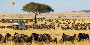 A tour van explores the Maasai Mara Game Reserve