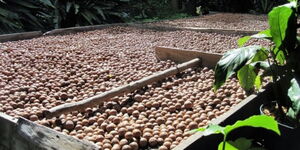 Macadamia nuts at a processing firm in Kenya