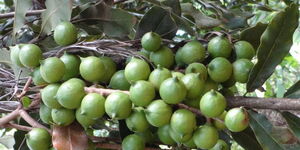 Macadamia nuts on a tree in Kenya 