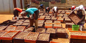 Macadamia packed in crates ready for exportation