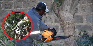 A photo showing a man cutting a tree that a man was trimming, and eventually electrocuted in Kayole, Naivasha on Monday, January 5, 2026.