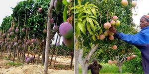 Mango fruits ready for harvesting