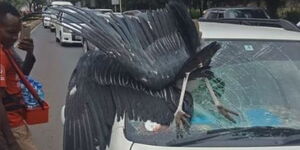 ​A marabou stork that crashed into the windscreen of a vehicle.