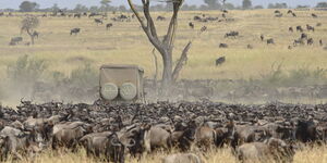 Wildebeests graze in Masai Mara in Kenya