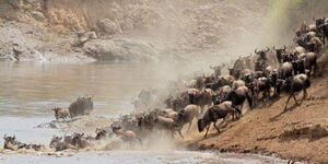 Masai Mara wildebeest migration