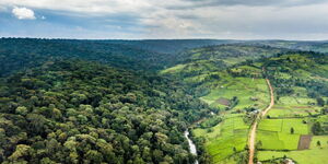 Aerial view of part of Mau Forest.