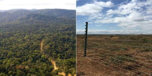 A photo collage showing different sections of Mau Forest.