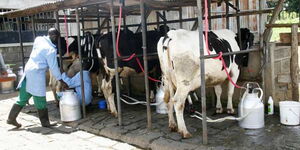 File image of people milking dairy cows.