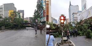 Fallen trees along Moi Avenue in Nairobi County.