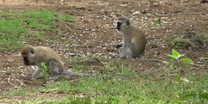A phto of monkeys eating maize grains
