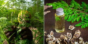 A photo collage of a farmer working on a moringa tree farm at the Coast(left) and an oil extracted from moringa seed (right).