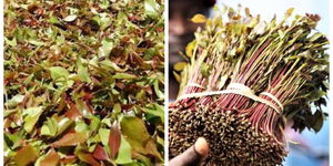 A collage photo of muguka (left) and miraa (right).