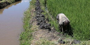 A farmer at Mwea Irrigation Scheme