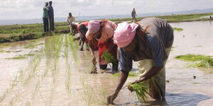 Undated file image of farmers plucking through a rice plantation in Mwea, Kirinyaga