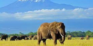 An elephant at Amboseli National Park