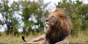 Olobor, the famed Maasai Mara lion that is part of the Black Rock pride. 