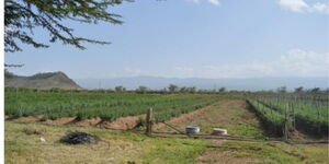 A photo of open land in Kenya 