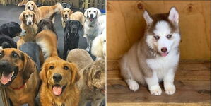 Photo collage of pets at a daycare facility and a husky dog breed in a cube