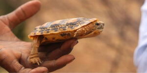 pancake tortoise