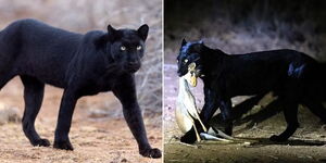 A collage image of a black panther photographed in Laikipia on March 24, 2023.