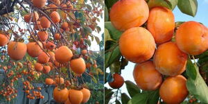 A photo collage of Persimmons fruits at different stages of ripening.
