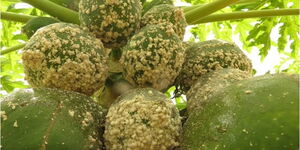 Papaya