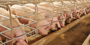 An image of pigs feeding in a farm.