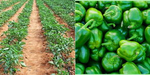 A photo collage of different stages of growth of Capsicum.